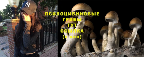шишки Аркадак