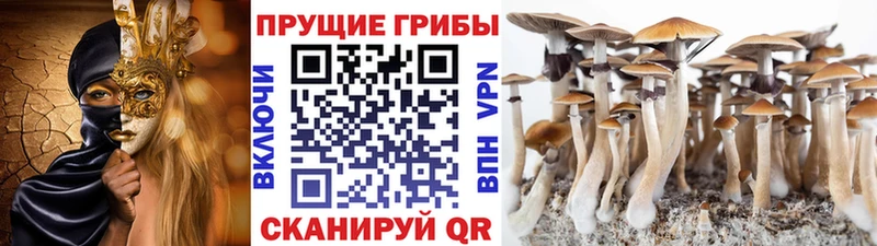 Галлюциногенные грибы прущие грибы  Осинники 